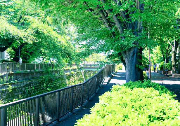 妙正寺川（徒歩7分／約500m）